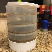 Growing Sprouts with my Kids